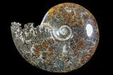 6.1" Polished Ammonite (Cleoniceras) Fossil - Madagascar - #166310-1